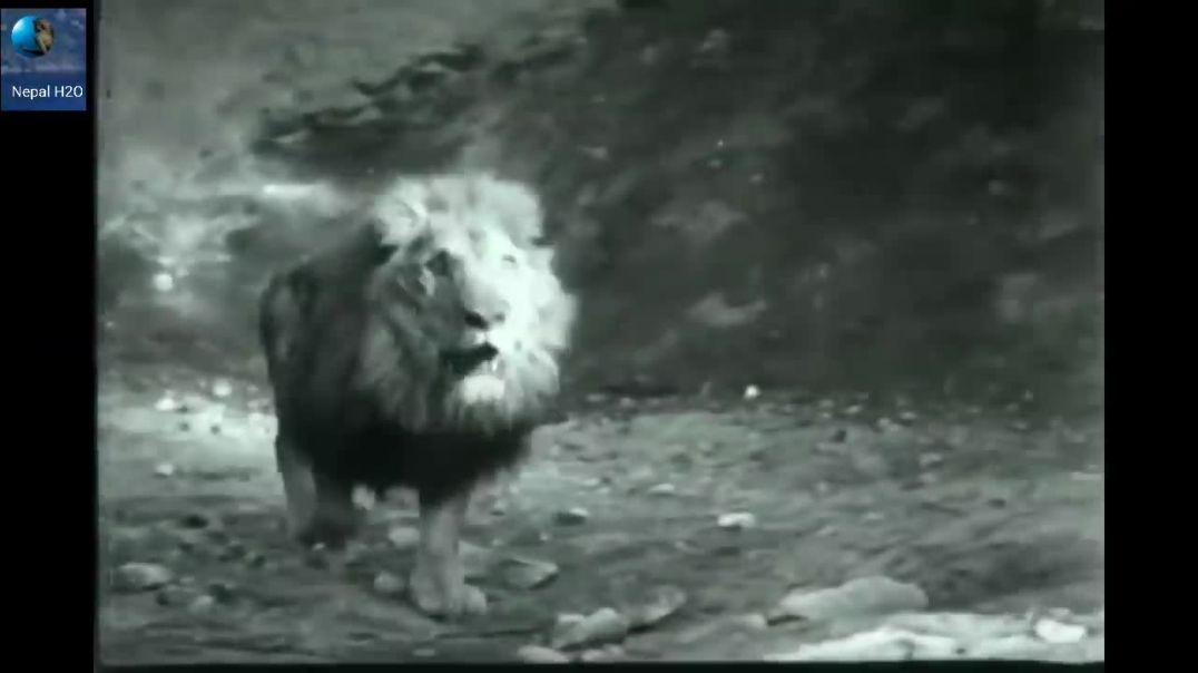 FIGHT BETWEEN TIGER AND LION !