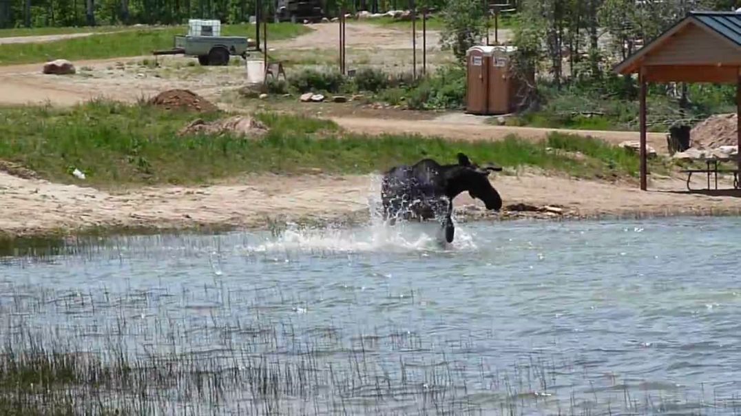 Moose plays in water to childrens delight !
