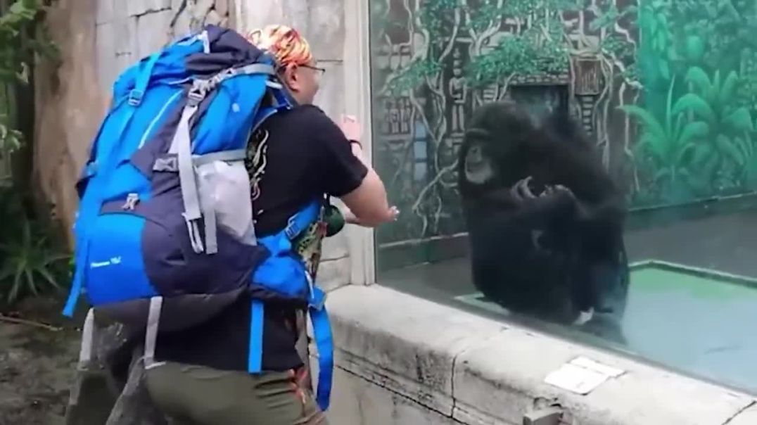 When Animals Is More Fun Than Usual !