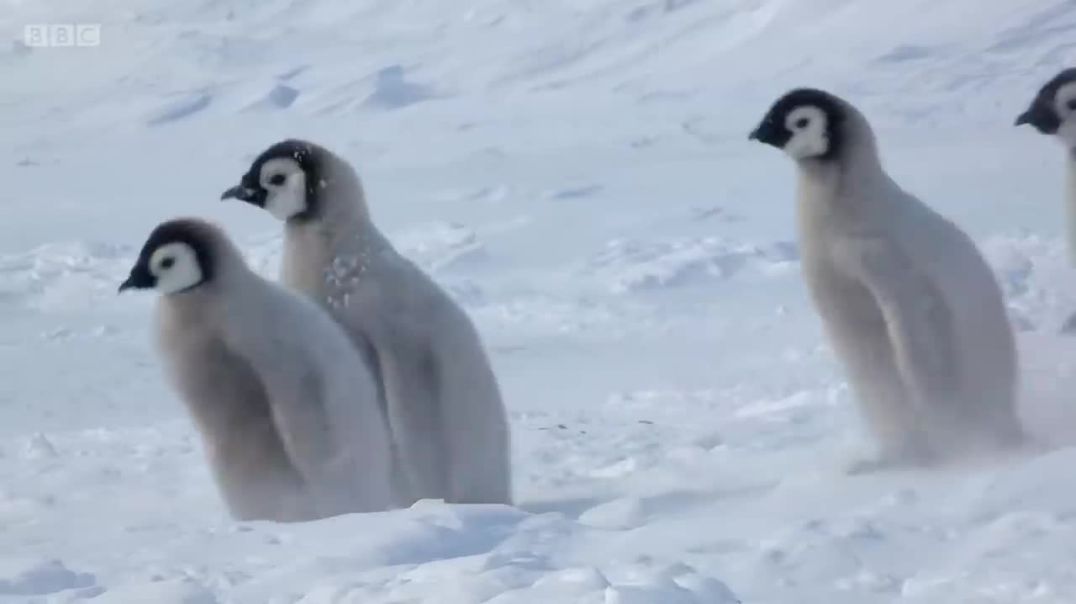 Penguin chicks rescued by unlikely hero !