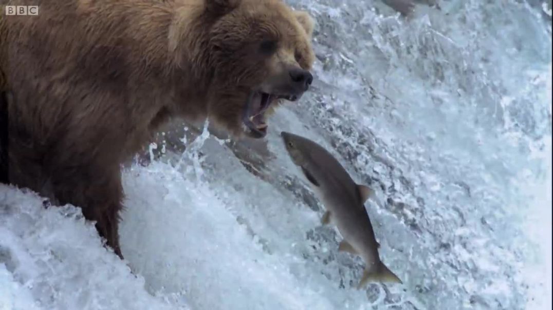 Grizzly Bears Catching Salmon.