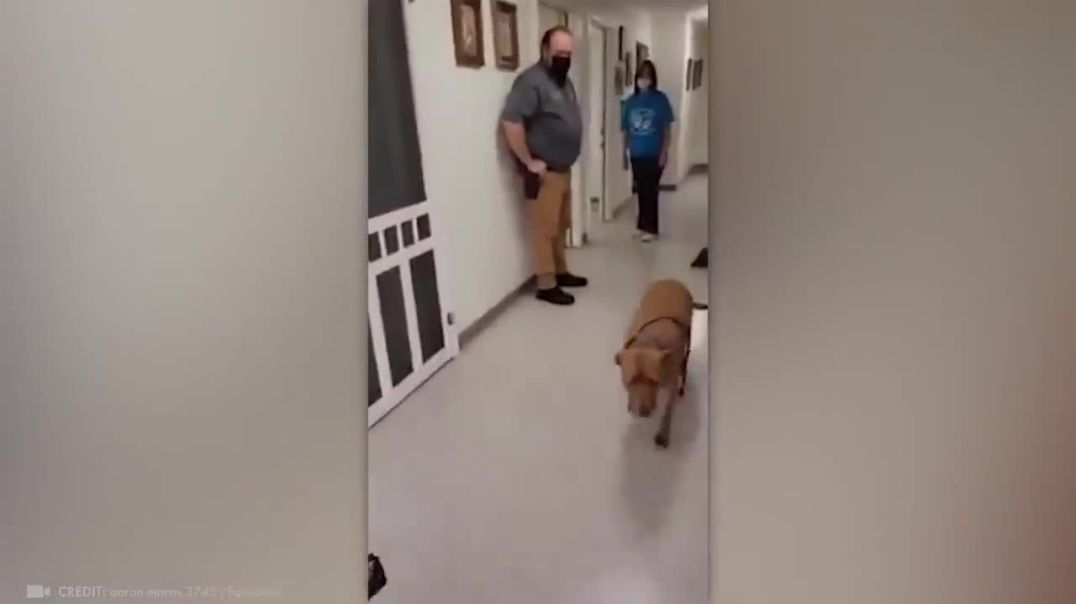 When Animals Reunited With Owners After Years !