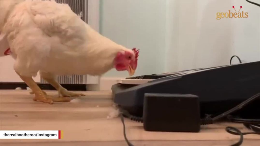 Pet Chicken