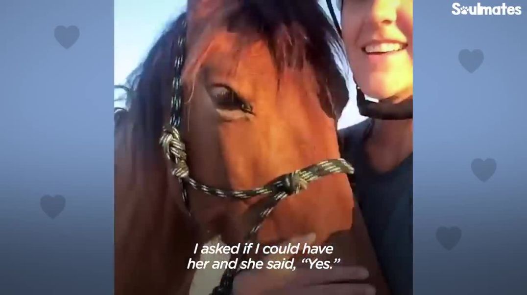 Loyal Horse And Her Mom  !