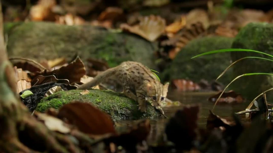 World's smallest cat !