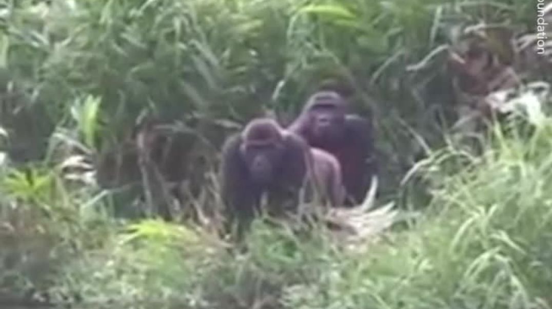 When Man  meet the gorilla he raised ❤️ 🥺