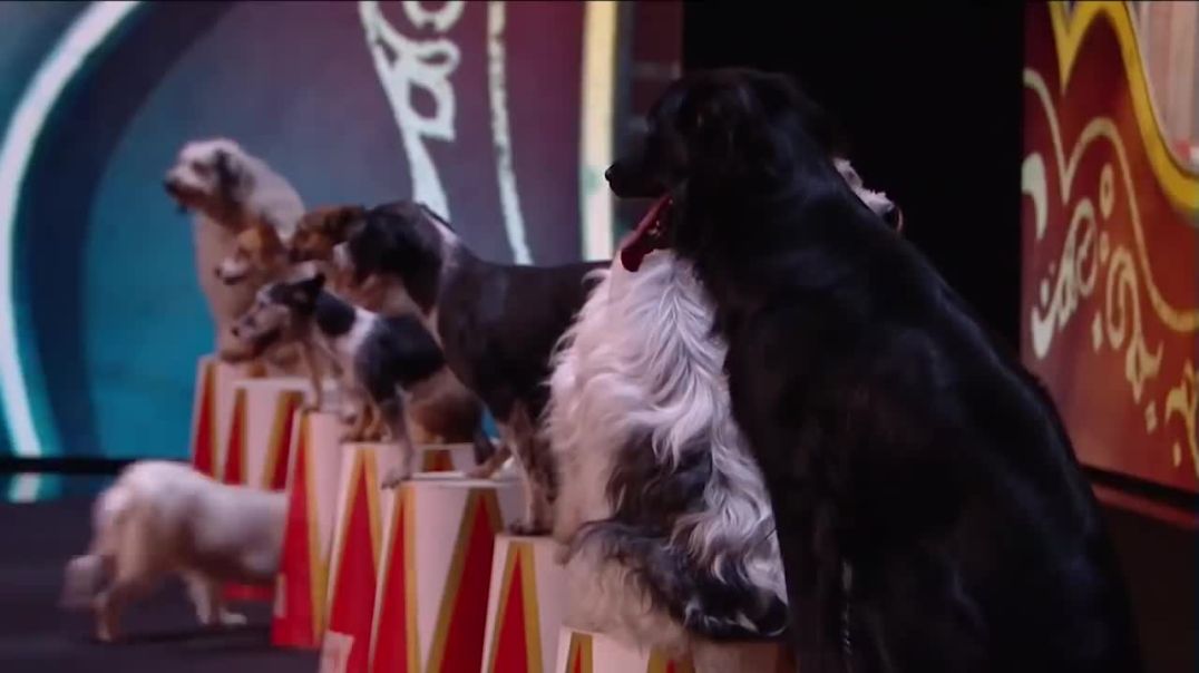 The BEST DOG ACT EVER ! _ Got Talent Global