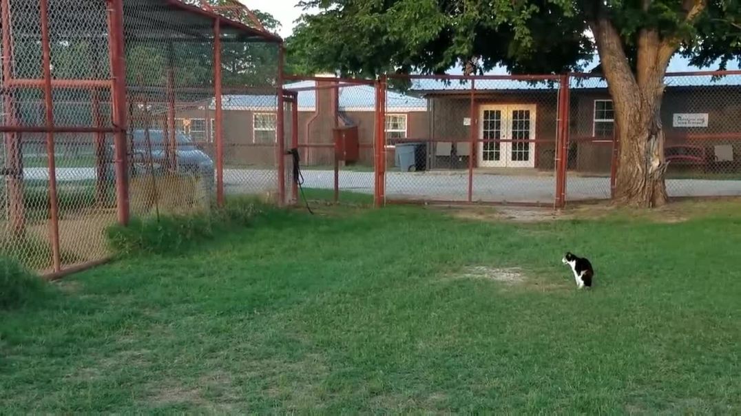 When Lion Is Challenged By Cat !