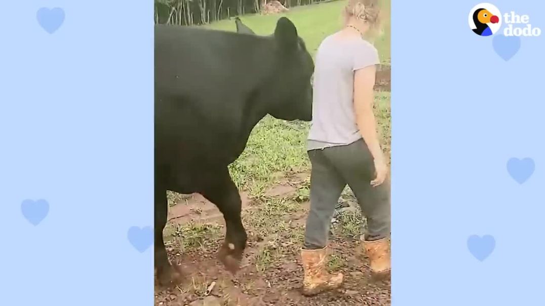 WHEN A COW IS RESCUED .