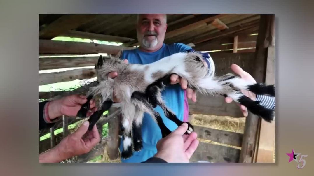 SHOCKING Animal Mutations !