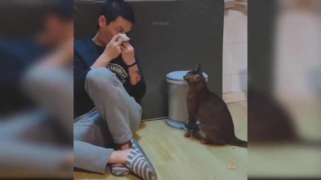 Cute and Funny Cat Videos !