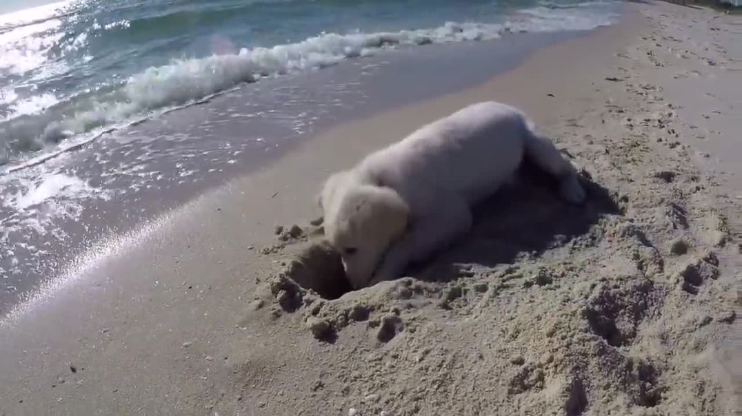 Puppy furious after ocean water destroys his sandcastle!