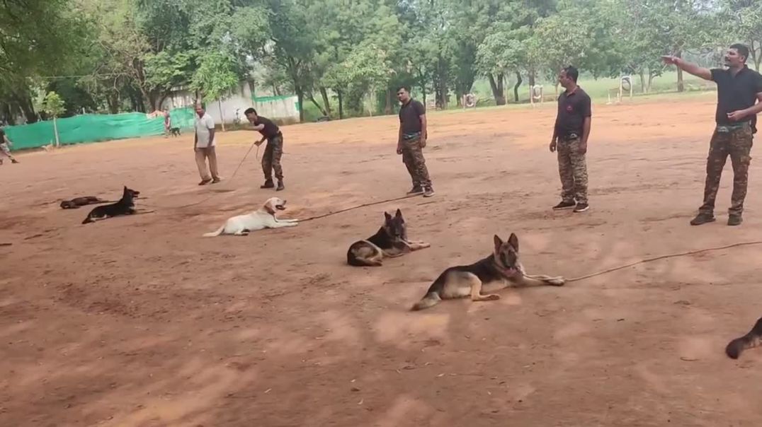 आर्मी में कुत्तों को कितनी सैलेरी मिलती है ।