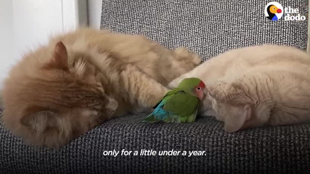 Cat Is Obsessed With His Tiny Love Bird !