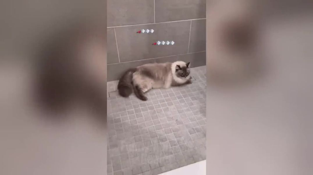 Funniest Dogs And Cats part2