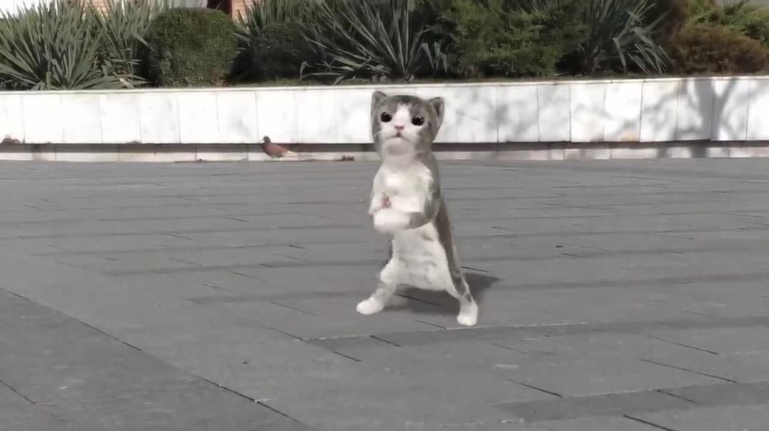 Cute Cats Dancing Video !