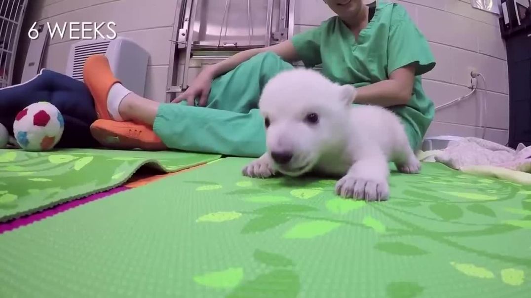 Polar bear cub  !