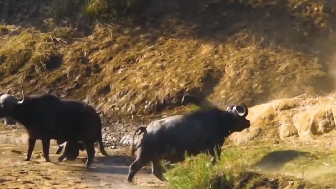 Thirty best fight among the wild animals!!