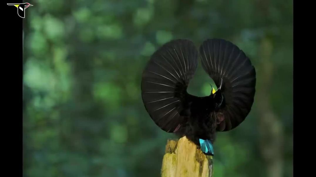 Birds-of-Paradise