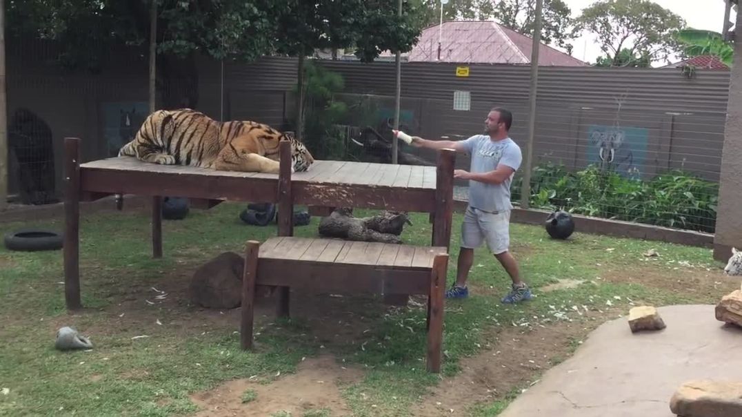 Do Not Turn Your Back -When Tiger Attack
