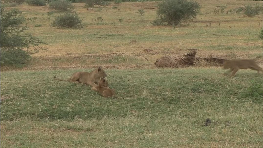 Beautiful lion cubs !
