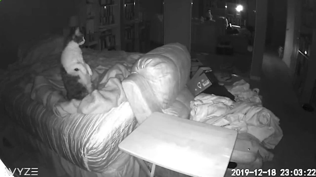 CAT GOT DISTRUBED REAL GHOS-CAUGHT ON CAMERA