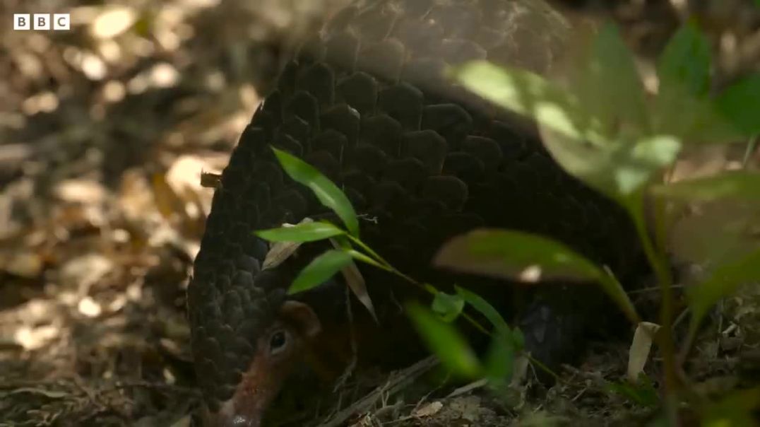Pangolin---BBC