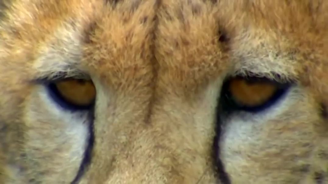 True King of Jungle!