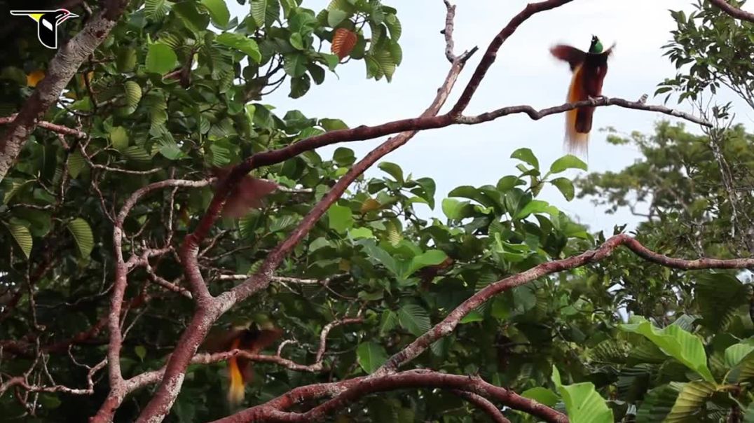 Bird of Paradise--Bird