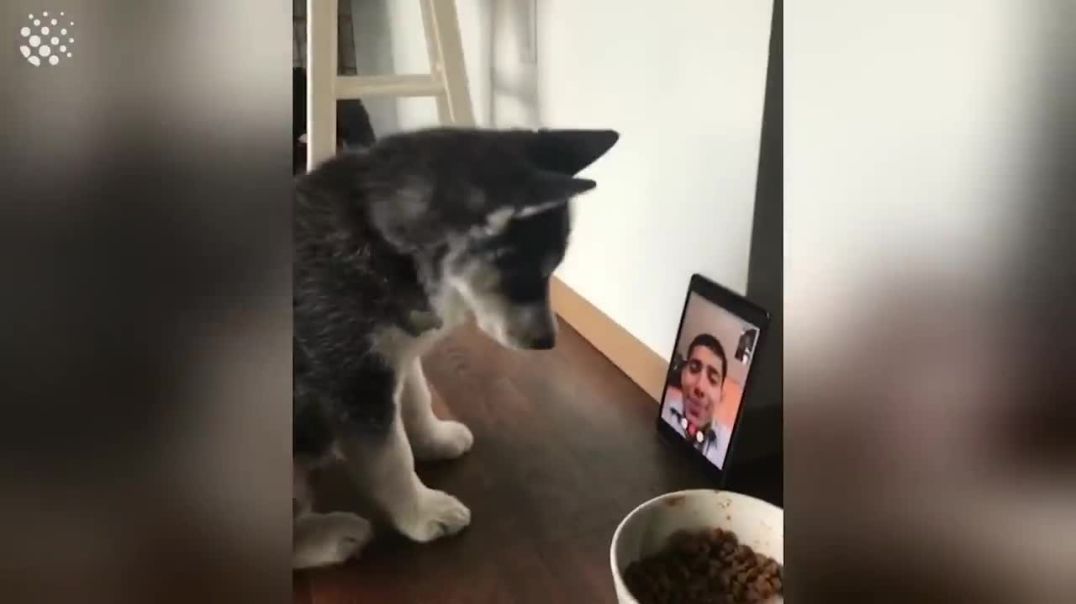 Huskies are Awesome!