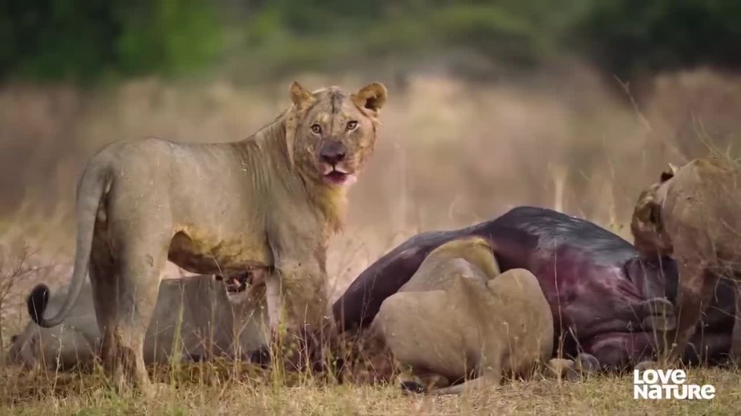 Female-Led Lion Head to Head with Rival Males----wild