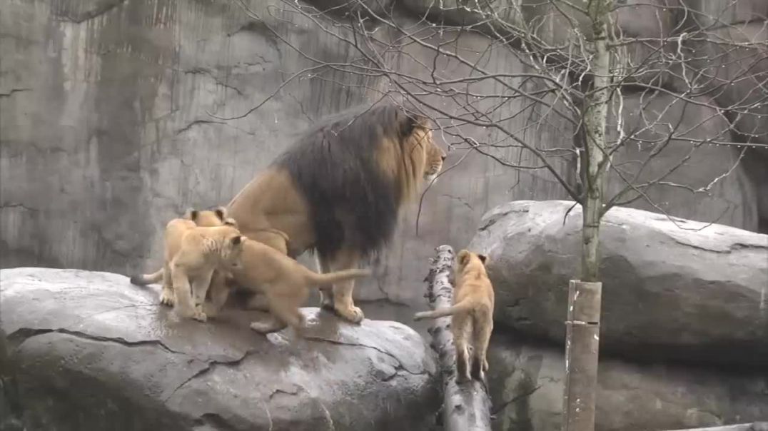 When Lion cubs meet dad!