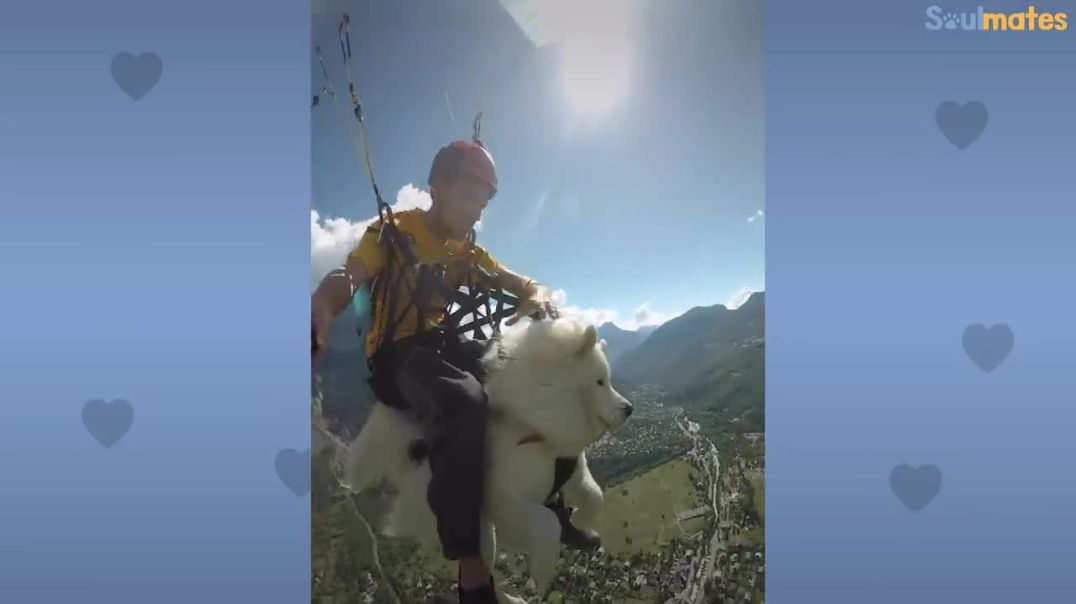 This Dog Goes Paragliding !