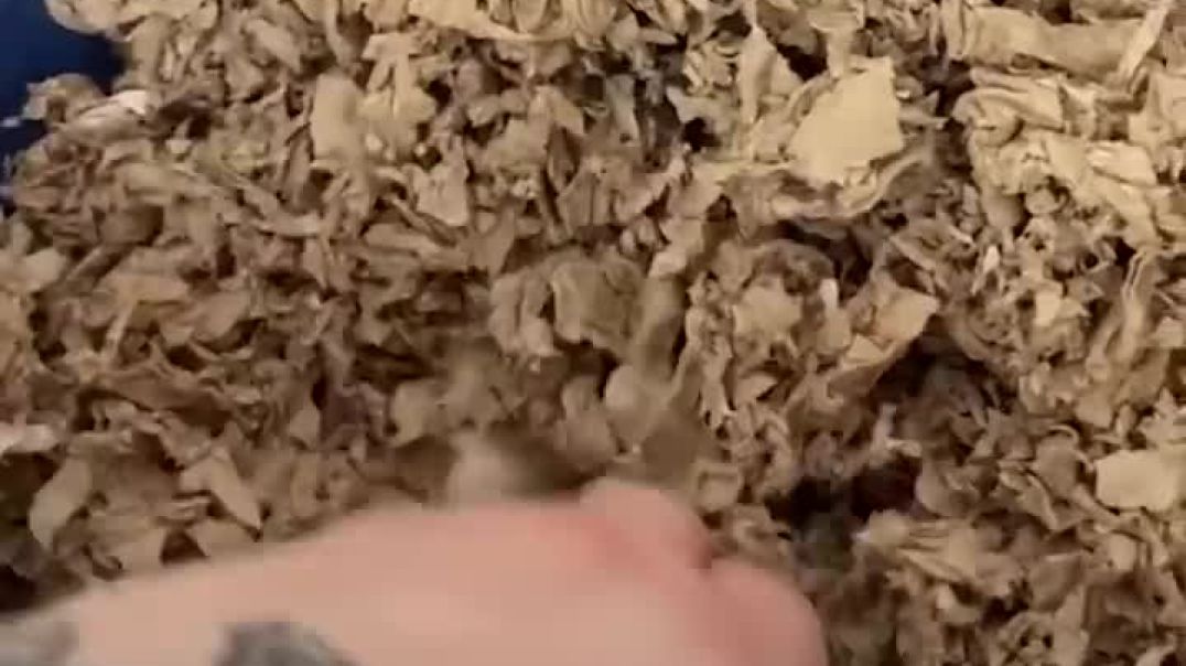 Cutest little creature-----Natural