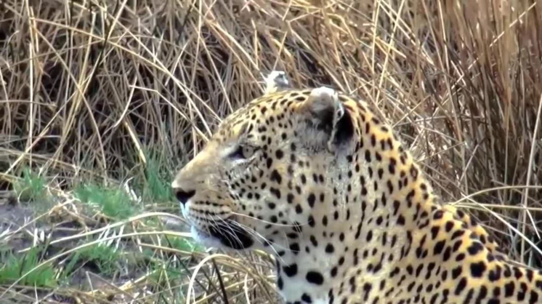 Most Amazing Moments Of Wild Animal Fight! Wild !