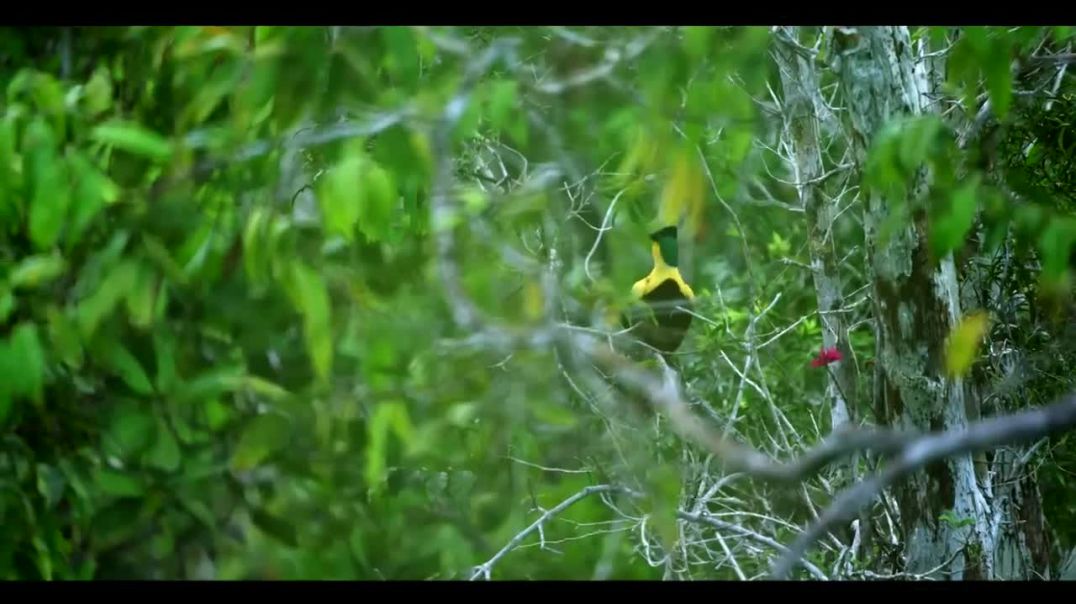 Paradise of Birds