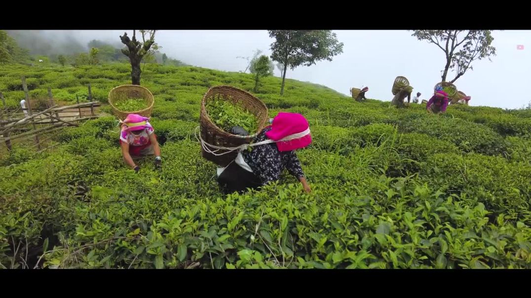 UNSEEN ---DAJEELING.!