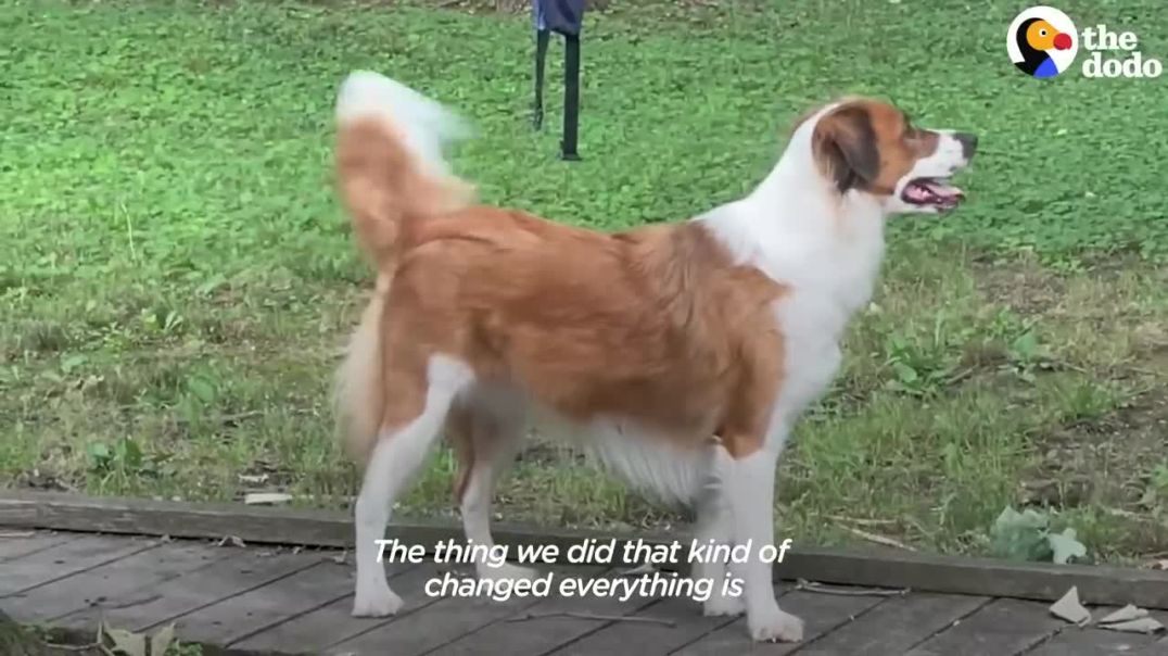 Rescue Dog -----Dodo
