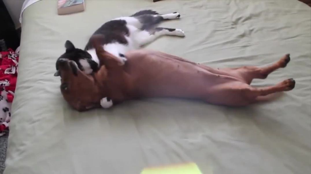 Adorable Cat  Calm Down Excited Dog!
