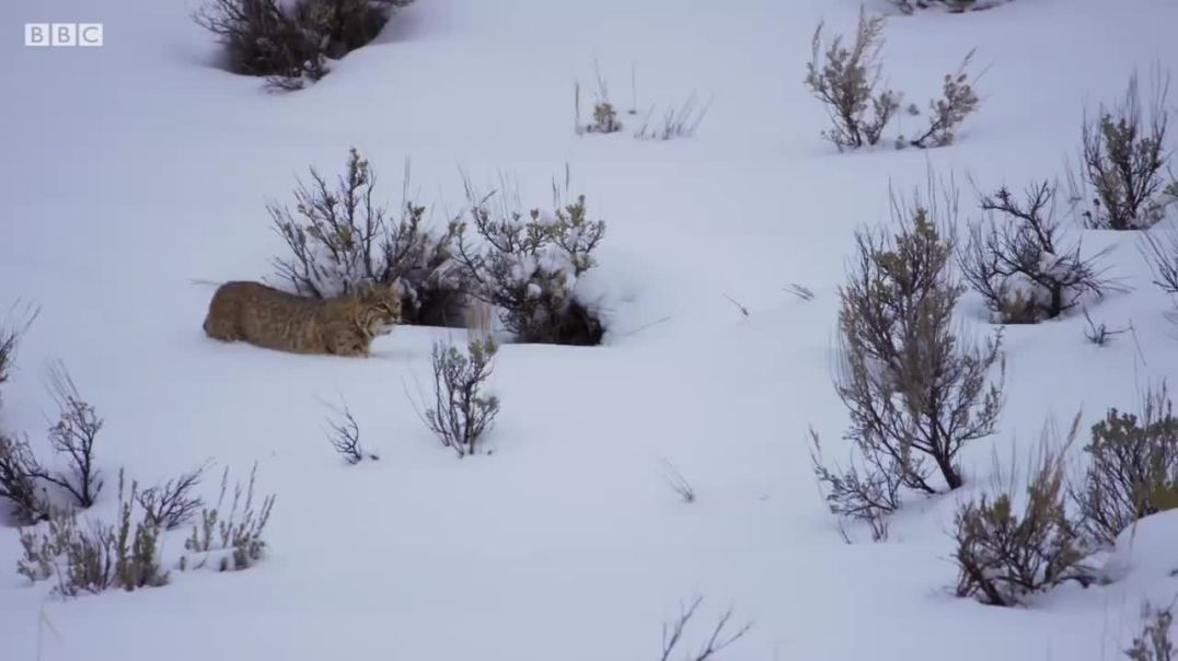 Bobcat Hunting in Winter --- Wild Animals