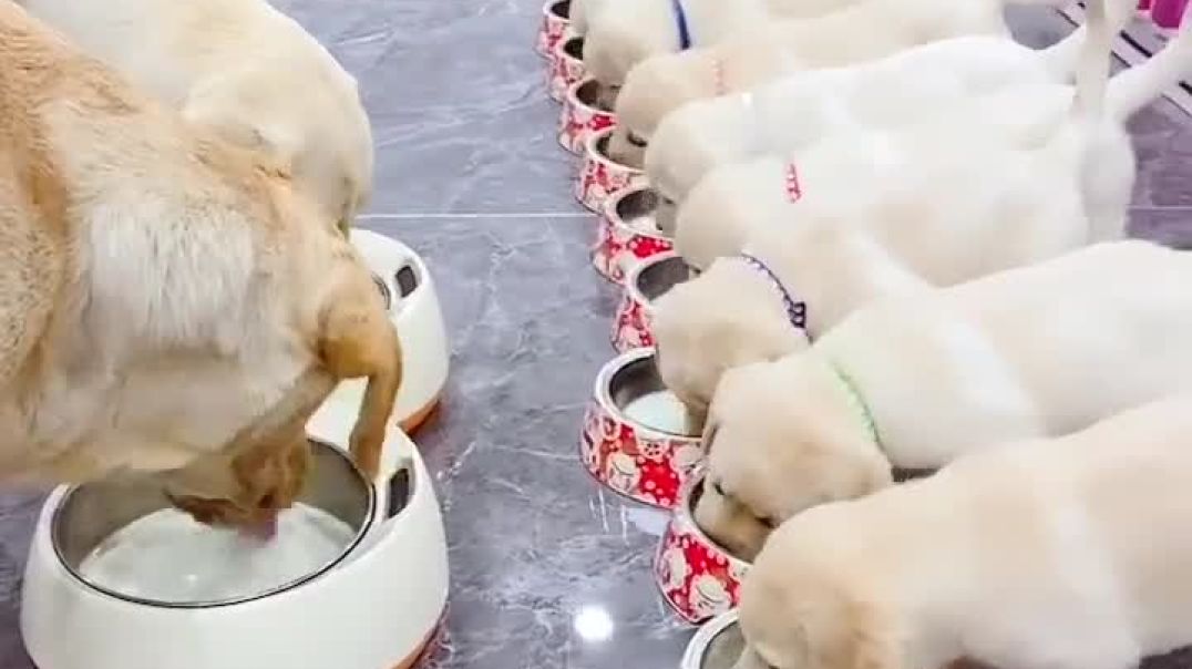 World Of Dogs And  Puppies !