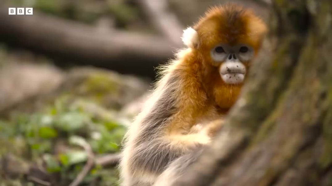 Naturel Ancient Kingdom _ BBC