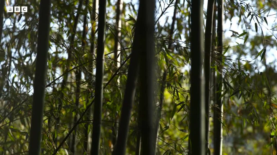 Panda Mother Teaches Cub  ---BBC