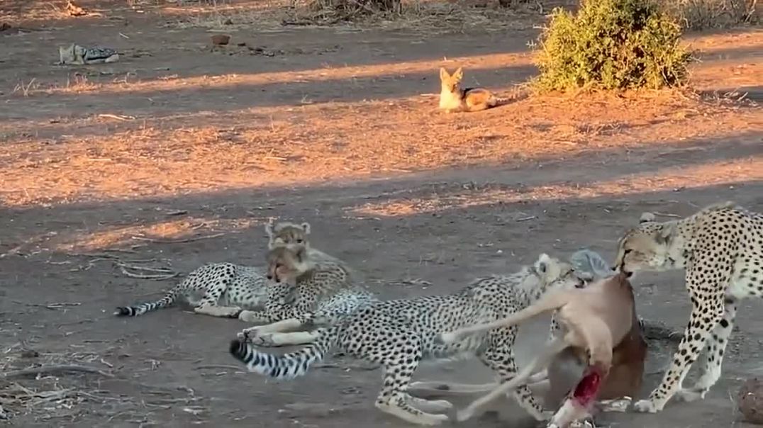 Single leopard steals kill -----wild