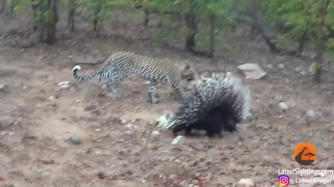 Silly leopard taking on porcupine !