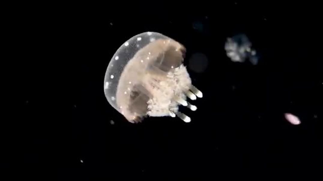 World of Cnidarians---Natural