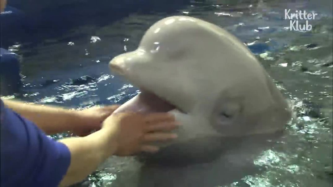 Whale Has A Crush On A Cute Zookeeper !