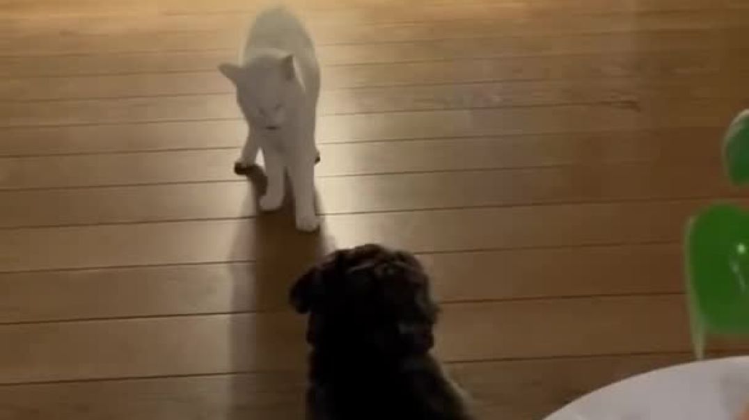 Cat And Dog in Fight!