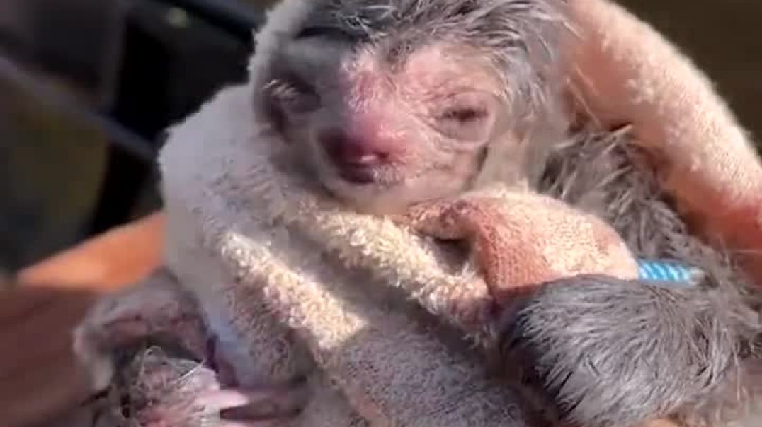 Baby sloth rescued ----Animal