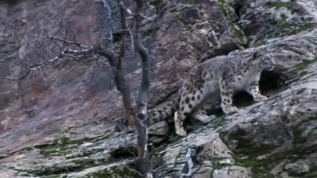 Snow Leopard Hunting  !